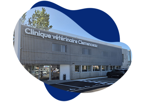 clinique vétérinaire Clémenceau
