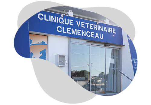 clinique vétérinaire Clémenceau