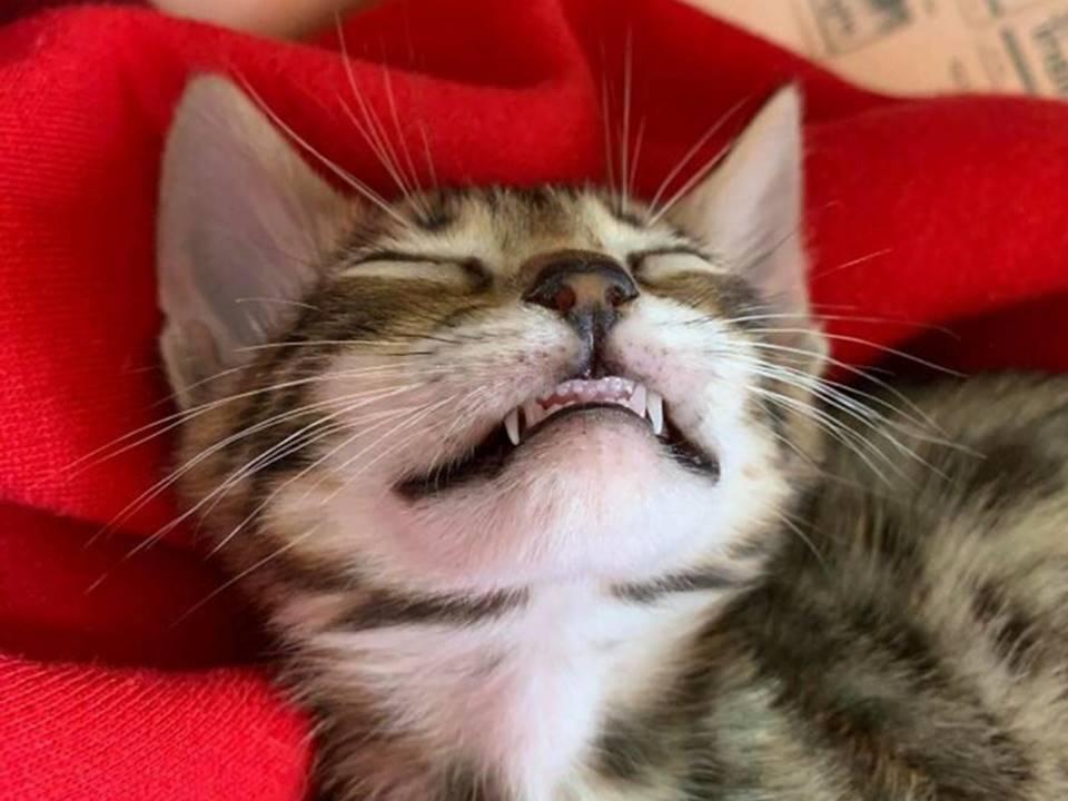 Chat dents propres