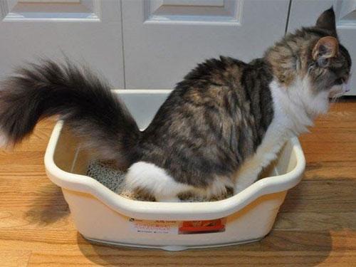 Troubles urinaires du chat