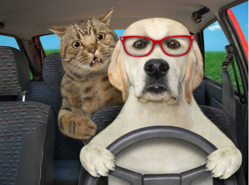 voyage chien chat