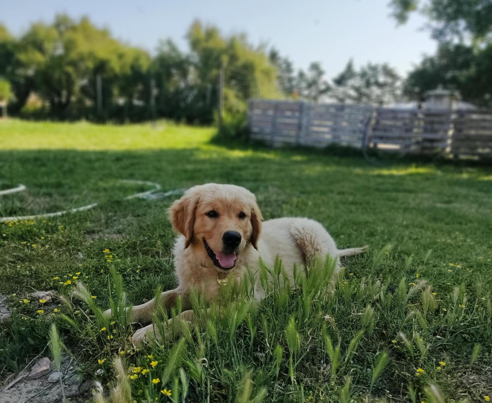 chiot récréation éducative