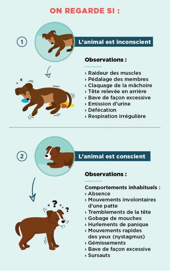 https://www.mon-animal-epileptique.fr/
