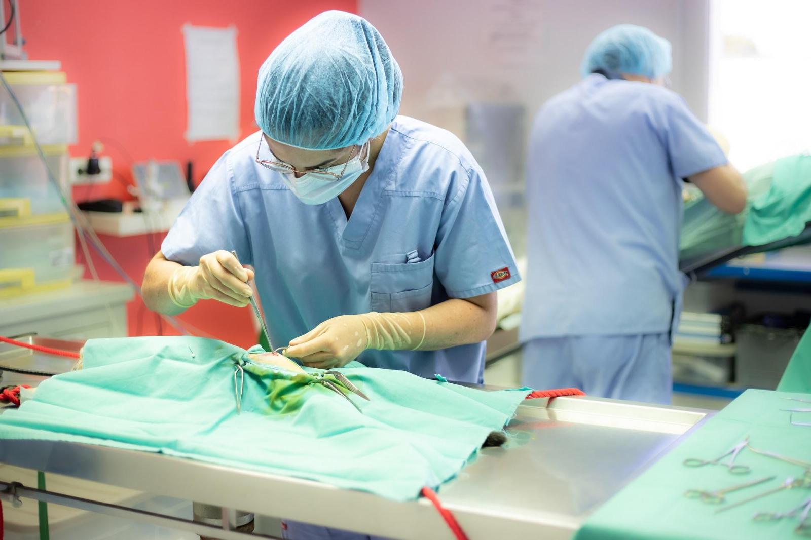 Chirurgie vétérinaire - Clinique Clémenceau