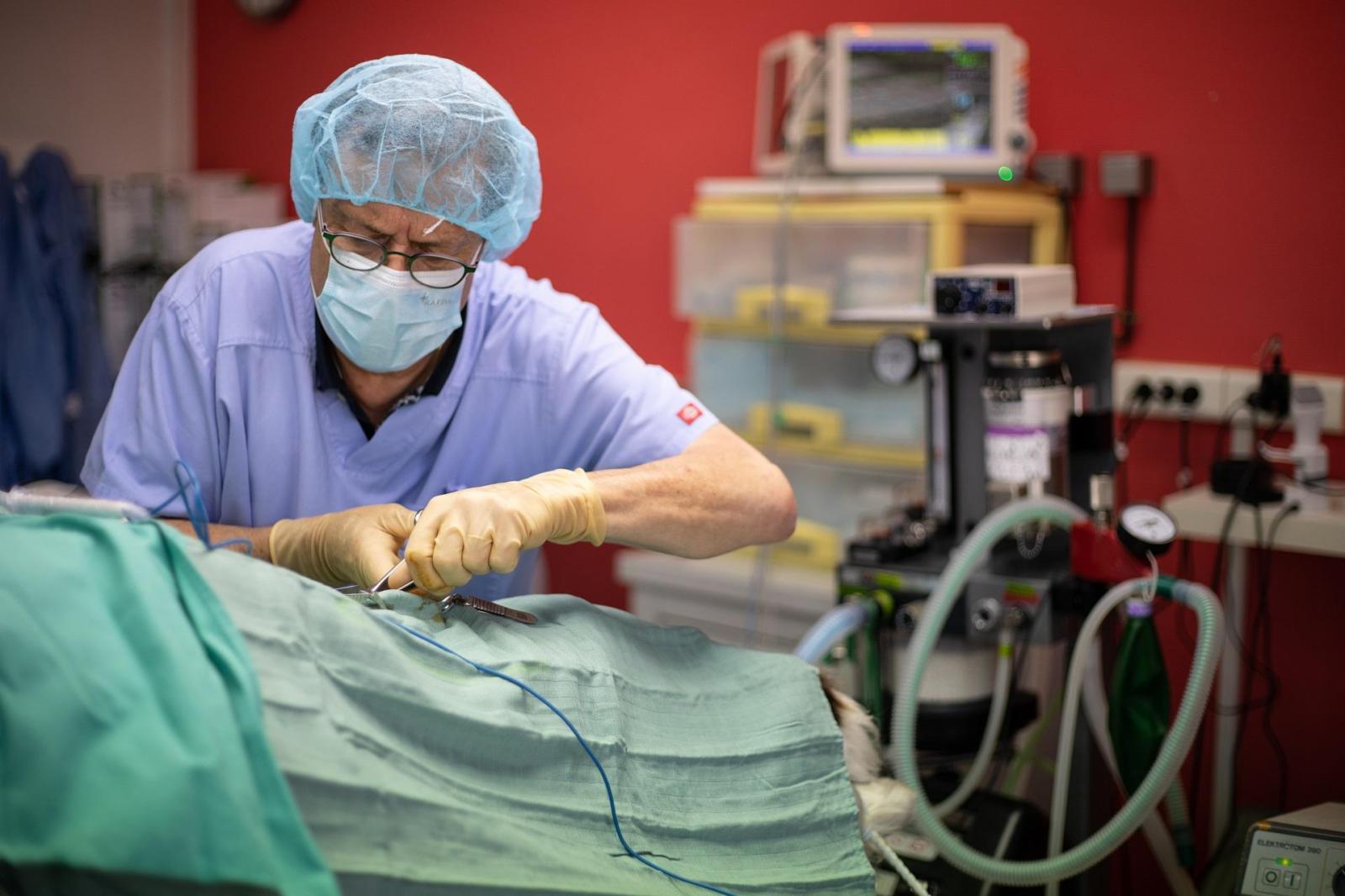 Chirurgie animal - Clinique vétérinaire challans