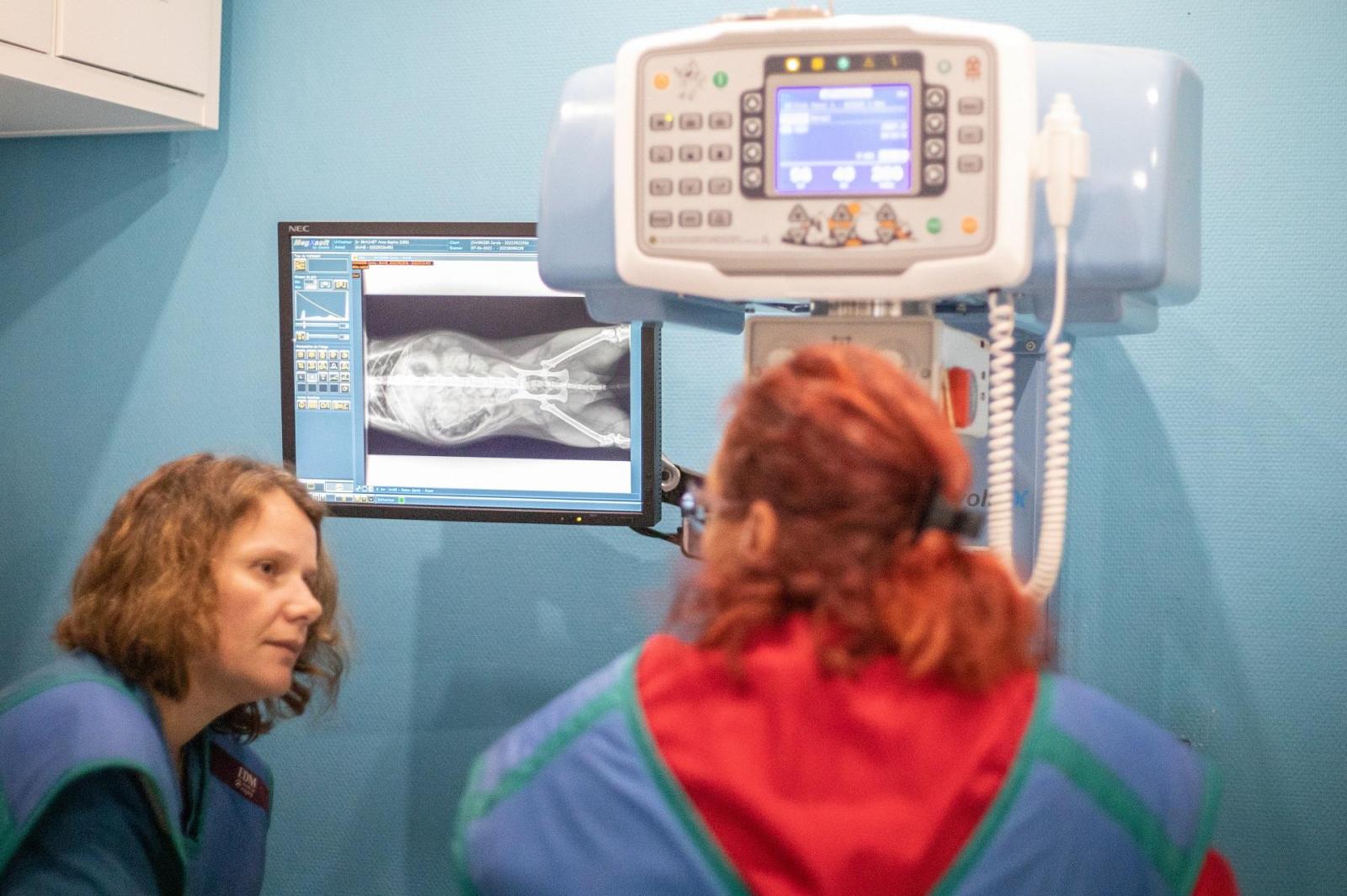 Clinique vétérinaire Clémenceau - Imagerie
