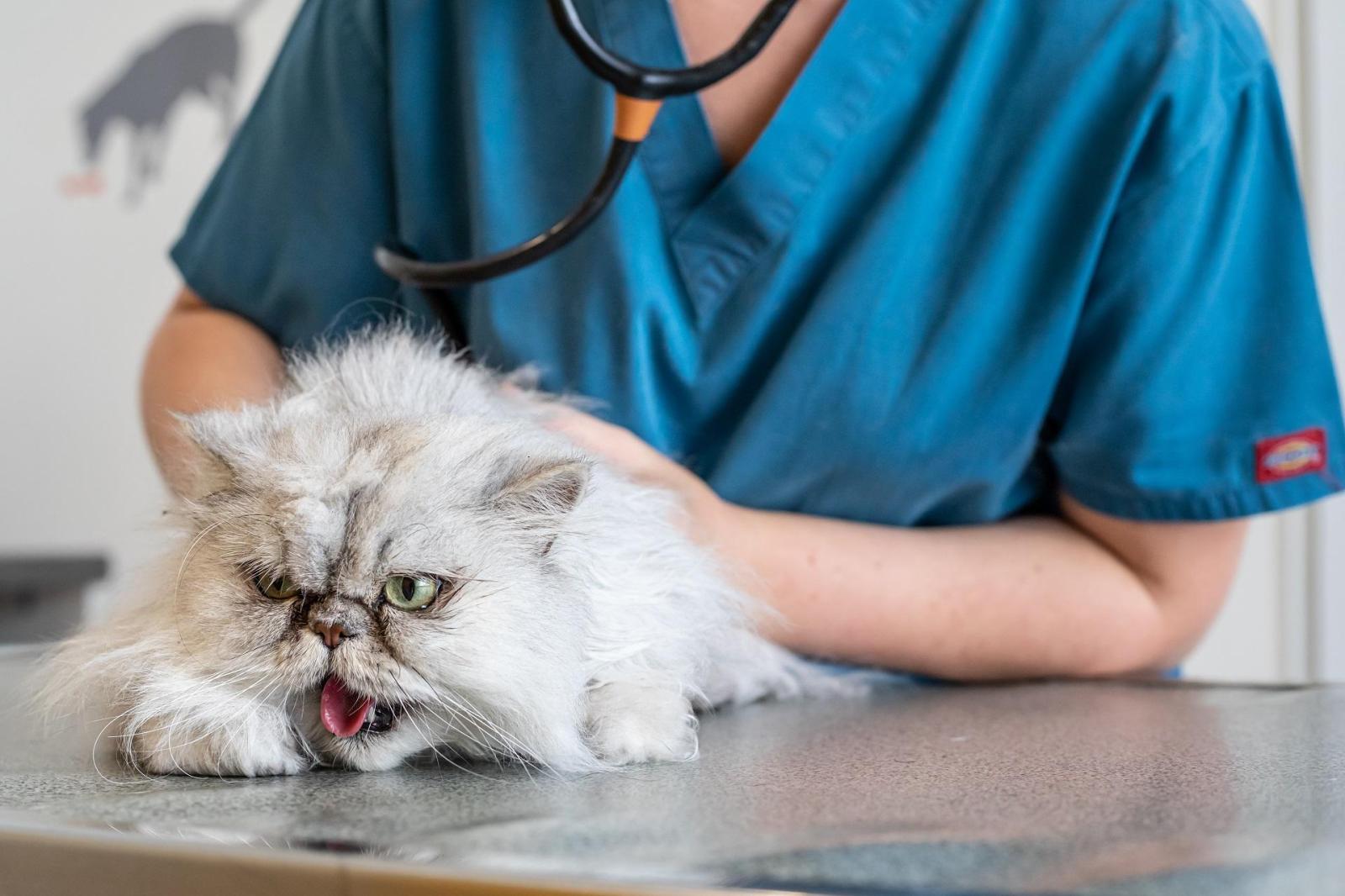 Médecine interne