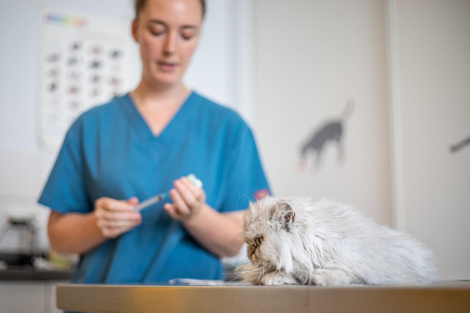 Clinique vétérinaire challans - médecine préventive