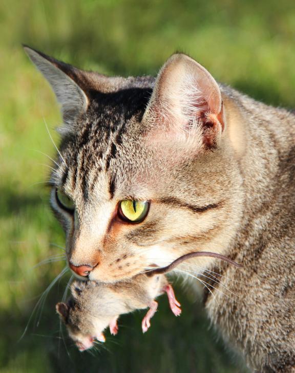 Chat souris